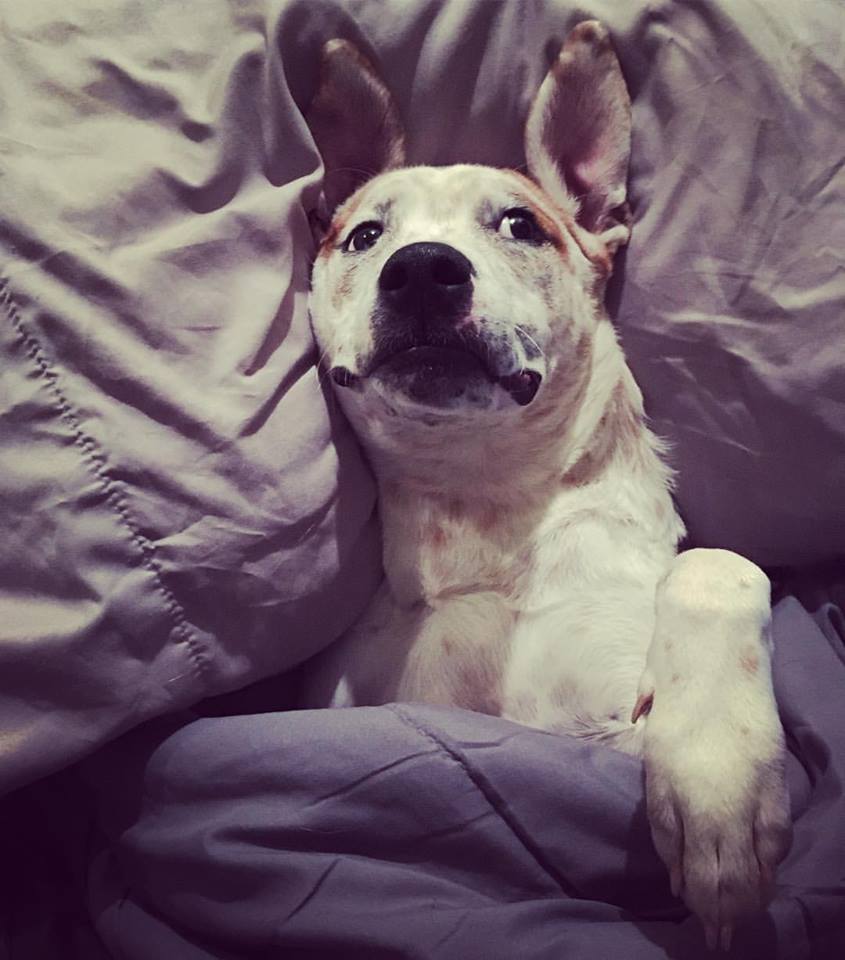 puppy dog snuggled in bed