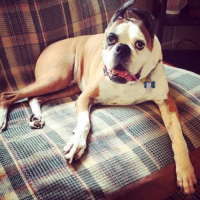happy dog sitting on checkered fabric sofa bed