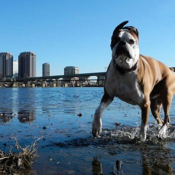 the dog days of summer